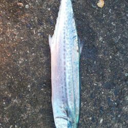 今季最終エギング