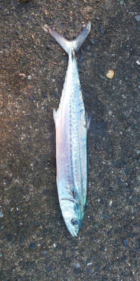 今季最終エギング