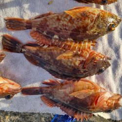 ヒラメ狙いの飲ませ。