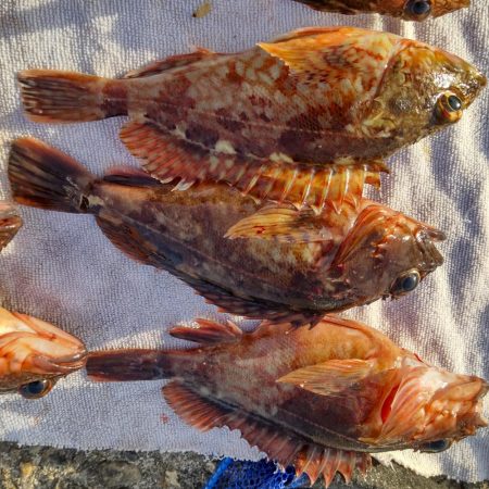 ヒラメ狙いの飲ませ。