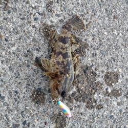 いつも通りのライトゲーム