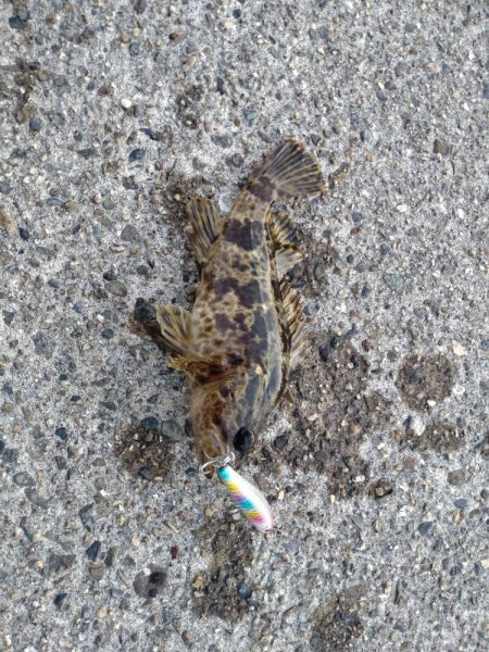 いつも通りのライトゲーム