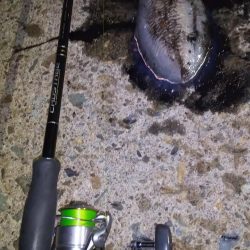 これはハリイカ？