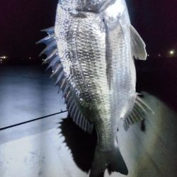 尺アジ好調も珍事!