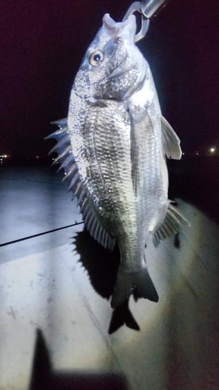 尺アジ好調も珍事！