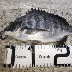 尺アジナイトゲーム