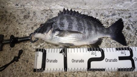 尺アジナイトゲーム