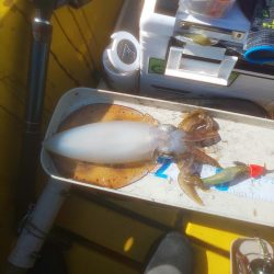 まさかのヒラマサ