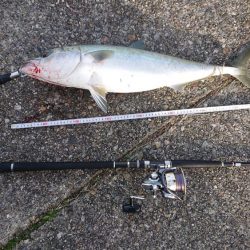 寝坊でメジロ！