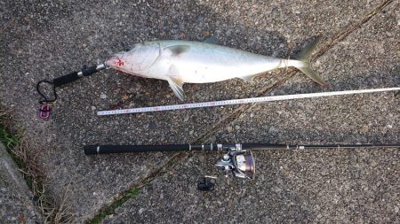 寝坊でメジロ！