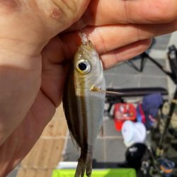 小物釣フィーバー