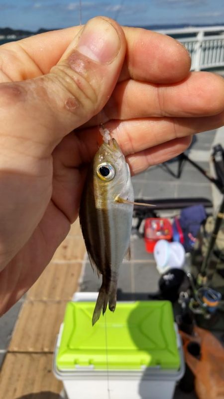 小物釣フィーバー