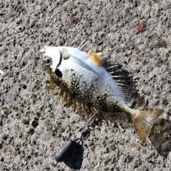 小アジとアイゴ