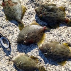 アイゴだけじゃない!!