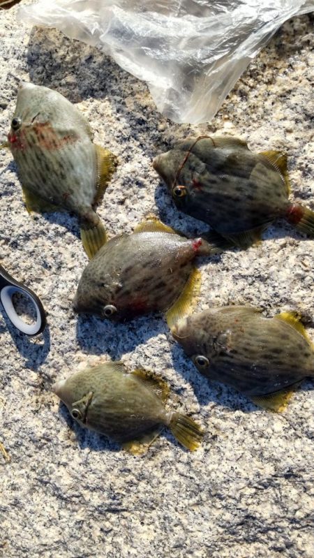 アイゴだけじゃない!!