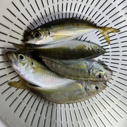 兄弟でアジング！！