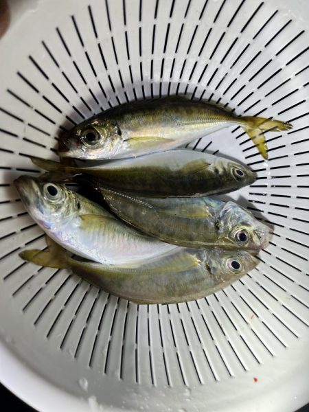 兄弟でアジング！！