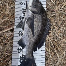 イチノ兄弟(兄)釣果!