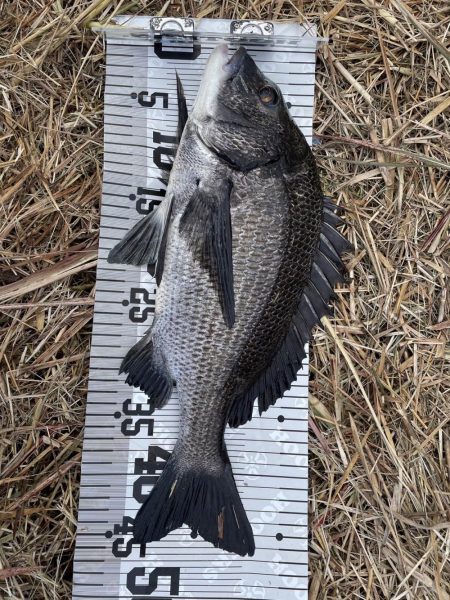 イチノ兄弟(兄)釣果!