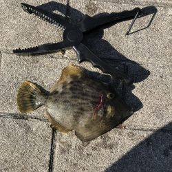 初めてのカワハギ釣り