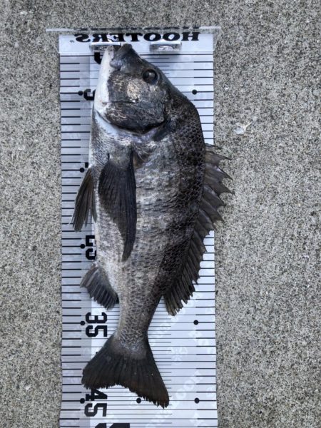 イチノ兄弟（兄）釣果！