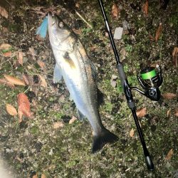 ががっときました。