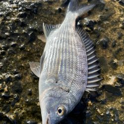 フカセ地磯釣行