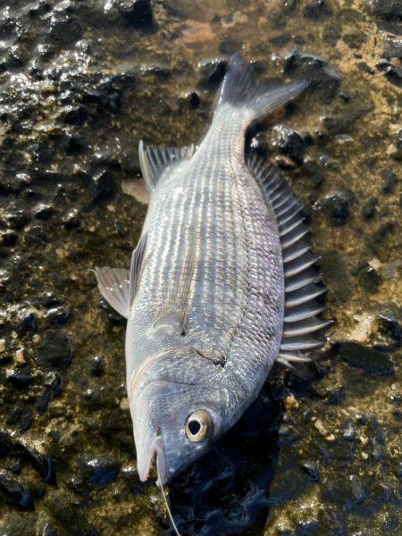 フカセ地磯釣行