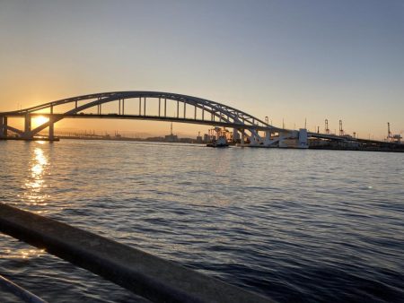 青物回ってます