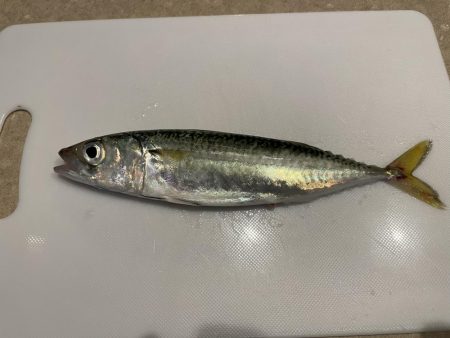 矢倉緑地公園1126