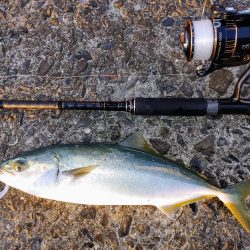ハマチと水鳥釣れた。