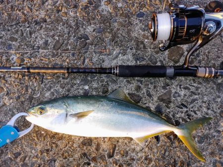 ハマチと水鳥釣れた。