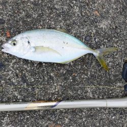 シマアジフィーバーも終盤戦