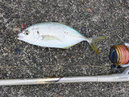 シマアジフィーバーも終盤戦