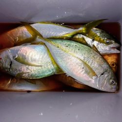 晩酌のアテ釣り