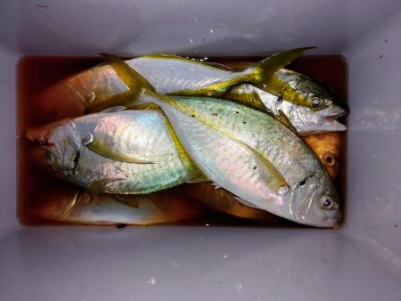 晩酌のアテ釣り