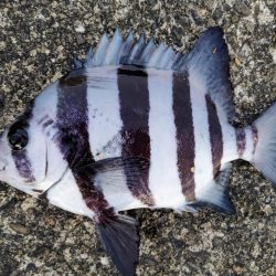 晩酌のアテにシマアジの刺身が喰いたくて。