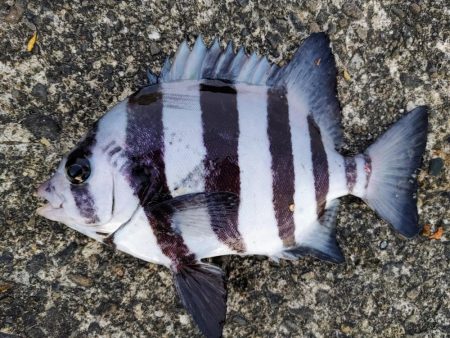 晩酌のアテにシマアジの刺身が喰いたくて。