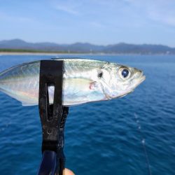 尺アジとシマアジ