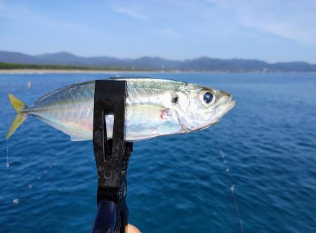 尺アジとシマアジ