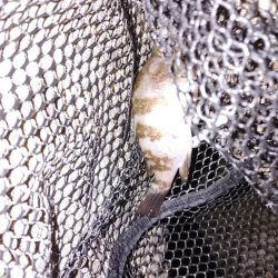 ボウズのがれメバリング