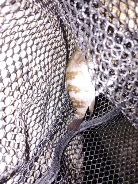 ボウズのがれメバリング