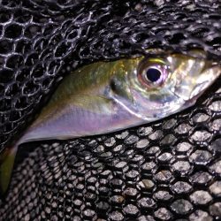 アジがいない！