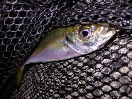 アジがいない！