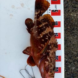 アオリキロアップ