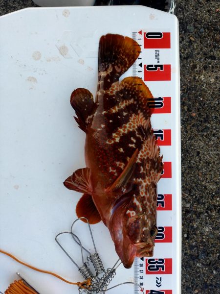 アオリキロアップ