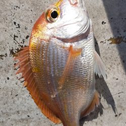 良型アマダイゲット