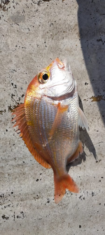 良型アマダイゲット