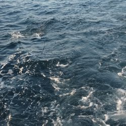 サワラシーズン突入