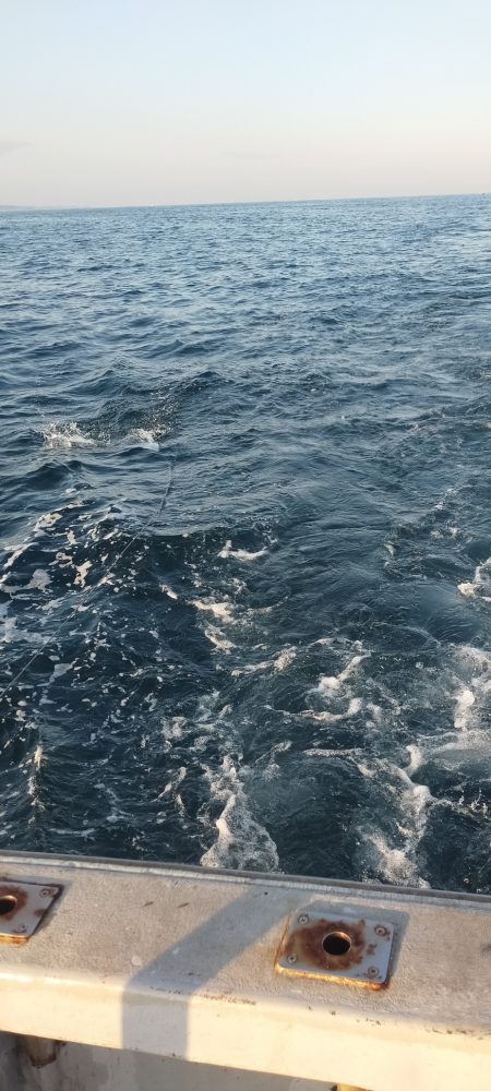 サワラシーズン突入